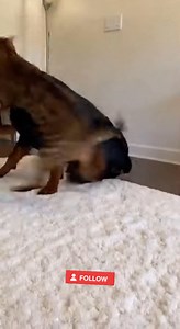 617K views · 10K reactions | When your nap gets violently interrupted  The cat did NOT sign up for this! #CatVsDog #PetDrama #FartAttack #AngryCat #DogProblems #CatLife #PetHumor #FunnyPets #AmericanPets #ViralPetVideo #ComedyPets #CatRevenge #DogFart #RelatablePets | Mommy Kilong | Facebook