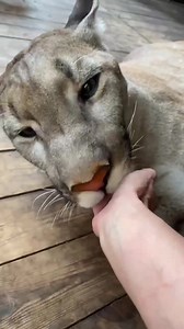 7K views · 1.2K reactions | very sharp teeth | Puma London | Facebook