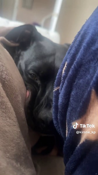 Understanding Needy Behavior in Staffy Dogs