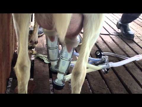 Portable Milking Machine for Goats