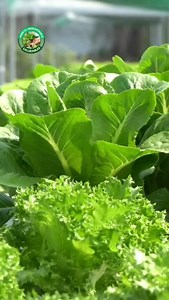 ¿Te cansaste de pagar de más? 💸 ¡Yo te enseño a crear tu propio sistema hidropónico NFT profesional por MUCHO MENOS! 👨‍🌾⤵️ ✅ Paso a paso fácil ✅ Bajo costo ✅ Ahorro garantizado ✅ Materiales accesibles 👉 Olvídate de instalaciones caras. ¡Tú puedes hacerlo! 🛠️💪 👇 ¿Quieres saber cómo? ¡Escríbele "NFT" a los comentarios! 👇 #NFT #HuertoCasero #Ahorro #DIY #Hidroponía | Huerto Hidroponia