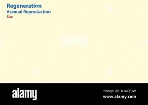 Volvox in drop of water under the microscope for classroom education.