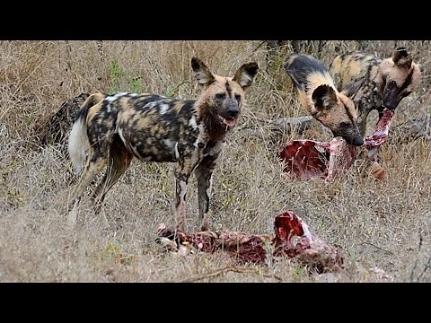 African wild dog.... eating alive.. horrible..