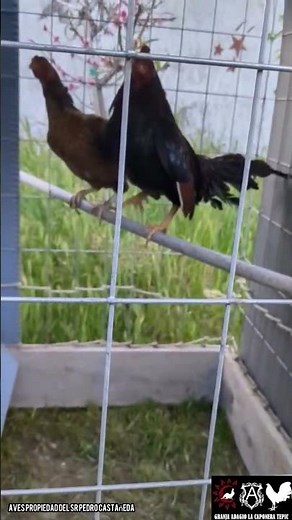 Gallos asil cobra‼️🔥 #gallos #gallinablanca #youtubeshorts #dúo #roosterfarm #rooster #chickenshop