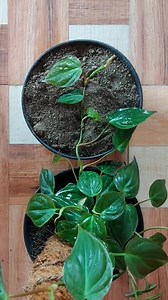 29 reactions · 4 comments | Unique way to Propagate Philodendron Micans Plant in 15 Days. #propagation #philodendron #philodendronmicans | Flower lovers | Facebook