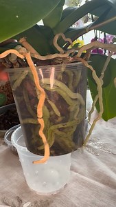 🌸 O orhidee sănătoasă nu se recunoaște doar după flori Frunze ferme, rădăcini viguroase și substrat aerat = bazele unei înfloriri spectaculoase 🌿 Îngrijirea corectă face diferența, nu trucurile rapide. 👉 Urmărește-mă pentru sfaturi simple și corecte despre orhidee.#orhidee #orchid #orchidée #orchidlover #phalenopsisorchid | Maria Paduret