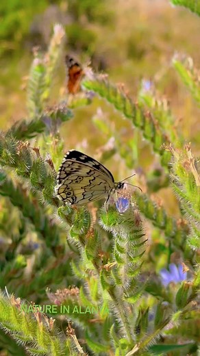 1.7K views · 47 reactions | Nature in alanya | Welcome to Alanya | Facebook