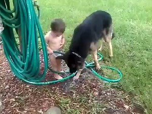 What a gentle giant! Those little giggles made my day! video S. Boynton | The German Shepherd Dog Community