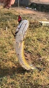 Own handmade frog ( shadow ) revivew #fishing #snakehead