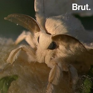 Over 6,000 silkworms have to be killed to get a single kilogram of silk 🐛 | Brut nature