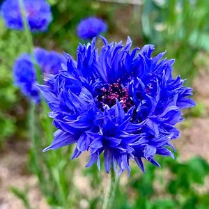 200 Cornflower Seeds Centaurea Cyanus for Planting | Annual Wildflower | Classic Blue Garden Flowers - Etsy Canada