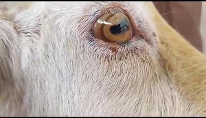 Nystagmus is an involuntary, repetitive movement of the eyes. It’s usually a sign of a neurological issue. ❓ Common Causes: 1️⃣ Listeriosis: Caused by spoiled feed. Symptoms include circling, head tilt & depression.. Thiamine Deficiency (PEM): Leads to blindness, ataxia, and seizures. 3️⃣ Infections: Ear or brain infections affecting balance. 4️⃣ Trauma: Head injuries. 5️⃣ Toxins: Poisonous plants or chemicals. 6️⃣ Parasitic Issues: E.g., meningeal worm | Half Baked Veterinarian