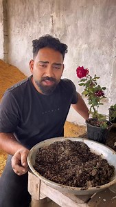 18K views · 1.6K reactions | Buy Rose in Winters and Repot Follow @mining.botany #gardening #garden #flowers #plants #nature gardenlife gardendesign flower gardeninspiration growyourown gardener plantsofinstagram growyourownfood gardens naturephotography plant organic photography landscaping gardenlove flowerstagram flowersofinstagram homegrown green plantsmakepeoplehappy organicgardening landscape mygarden flowerphotography plantlover | Steve Fernandes | Facebook