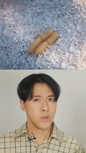 we need to talk about the virus found in permafrost called Bacillus F also known as Elixir of life. Anatoli Brouchkov made a fascinating discovery on this. #virus #creepy