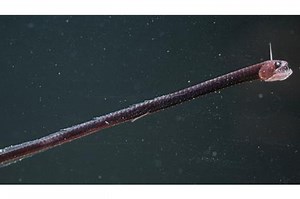 Naga Hitam Pasifik, Monster Panjang yang Hidup di Kedalaman Laut - Bobo