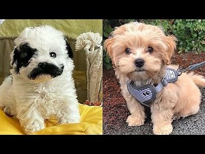 Cutest Toy Poodle Puppies Videos Compilation 3
