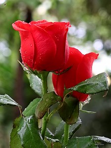 12K views · 4.8K reactions | Beautiful Roses | Roses | Facebook