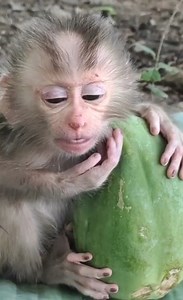 Wow..! Very So Cute Newborn Baby Monkey, He Can Eat Less Milk, But When Crying, He Seizures | Monkey Rainbow | Monkey Rainbow