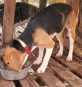 5.6K views · 326 reactions | Catrons run them down Dolly. This is a fast running hard driving female will not open her mouth until the rabbit  is jump loves a gun. | Catron's Kennel | Facebook