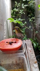 115K views · 2.1K reactions | Dalam video ini adalah burung pleci...