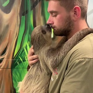 Sloth kisses for the win Flash is definitely one of a kind sloths are typically solitary animals drop your SLOTH facts below SHARE‼️🤙🏼 | Sean Kalin Jr