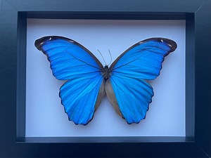 Morpho Didius Schmetterling Entomologie im Schattenkasten-Rahmen - Etsy.de