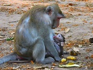 pity Jonna drank milk and look at momma Jane face by more scared when she saw Jane not happy #Animallover | Mata Monkeys