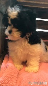 2K views · 29 reactions | Booker found a home! | Bella Pooch | Facebook