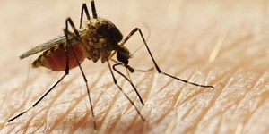 Mosquitoes test positive for West Nile Virus in Bridgeport