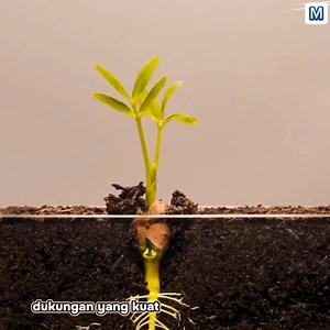 375K views · 728 reactions | Cara menanam kacang tanah sampai panen | merlindaharita | Facebook