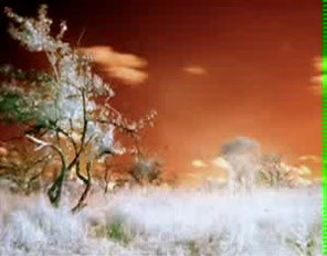 ГДЕ ЖИВЕТ ЛЮБОВЬ?