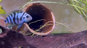 2.4K views · 44 reactions | Terrible cichlid parents. One the fry are free swimming, the male starts chasing and harassing the female. Male takes care of the fry for a couple weeks, then they disappear the female welcomed back and it starts again. lol. Glad I pulled fry from the last breeding. | Aquamojo | Facebook