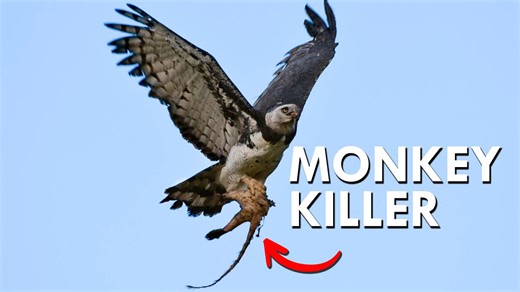 Harpy Eagles Snatch Monkeys Right Out of the Trees