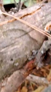 Restoration Old Motorcycle JAWA - Full Restore Broken Rusty Engine - part 1 #finding #abandoned #motorcycle #repair #mechanic #restoration #reels | Rescue Story