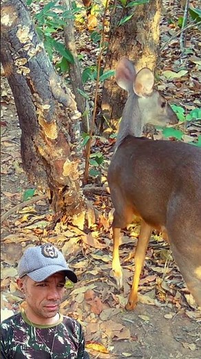 red brocket deer 🦌
