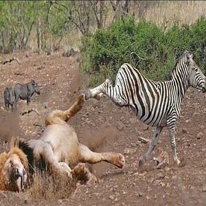 1.9M views · 203 reactions | Be amazed with the self defense skills of wild animals #Animal | Me• | Facebook