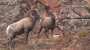 Bighorn Sheep Ram Ewe Male Female Stock Footage Video (100% Royalty-free) 1011624671 | Shutterstock