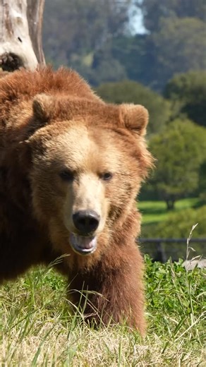 Good morning sleepyheads! The brown bears have risen from their annual slumber (known as torpor) and can once again be seen swimming, wrestling, enjoying the sun, and generally being the big loveable floofs we love. The black bears are still sleeping but will be up and about soon too 🐻 | Oakland Zoo