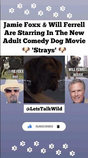 Jamie Foxx And Will Ferrell Are In The New Adult Comedy Dog Movie - Strays - Trailer Shorts Clip