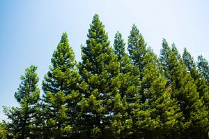 Will Pine Trees Kill Nearby Plants?