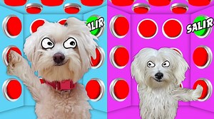 100 botones misteriosos solo uno para salir con mi nuevo cachorro Mimi y mi perrita Dasha !! En el vídeo de hoy: Disfrutaréis de un reto super divertido en el que mi perrita Dasha y Mi cachorra Mimi juegan al challenge de los 100 botones misteriosos versión perro. No te pierdas las bromas y chistes que Sergio y Dasha hacen en este nuevo capítulo con los animales más divertidos de youtube que hablan en español. | Anima Dogs and Cats