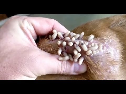 One Million Mango Worms vs Bot Flies, What is the Difference?