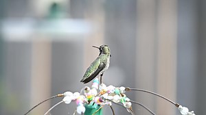 2.5K views · 163 reactions | I love this simple video by Townsend Walton | Wild Bird Scoop | Facebook