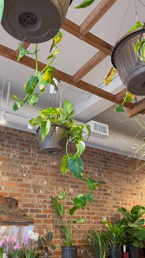 Spring is here! Brighten up your day at @brattlesquareflorist 🌷 #harvardsquare #harvarduniversity #cambridge #cambma #boston | Harvard Square