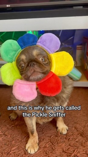 Ear wax and pickle sniffing, welcome to my day ✨ #ChilliThePekePug #funnydogvideos #funnydogsofinstagram #pugs #fypage #foryourpage #pugpekingese #chugsofinstagram #chihuahua | Ollie Cutts