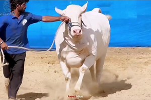 19 reactions | THE STAR QUEEN OF ALPHA✨ SENSATIONAL NUKHRI NOW SHOWCASING  *MAHARANI* *ALPHA CATTLE FARM* CALL 0310 1222543 / 0333 0414449 #alphacattlefarm #teamalpha #everyone #highlight #mahrani #mehrozkhanphotography #season2024 #dalfa #bakraeid | Karachi Sohrab Goth Cow Mandi-Bakra Eid In Pakistan | Facebook