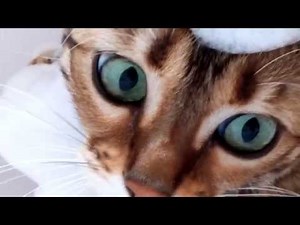 Bengal cat having a bubble bath