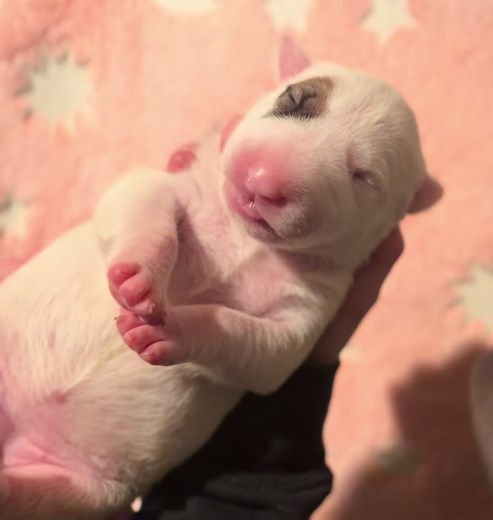 Adorable One-Week-Old Puppy Sounds
