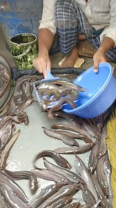 South Asian fish market #fish #reelsvideo #fishshop #fishmarket | Different city