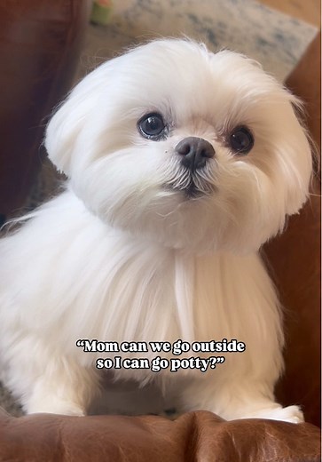 Sun Bathing Queen: Adorable Dog Moments